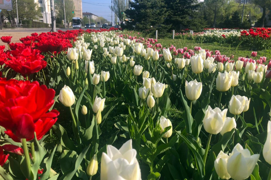 Две тыс. тюльпанов и 40 деревьев высадят на пер. Университетском в Ростове - фото 1