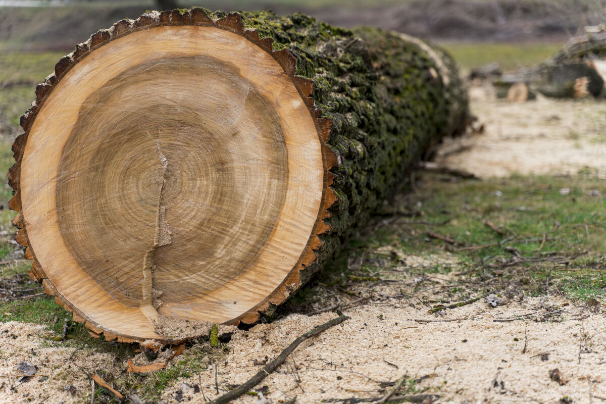 Администрация Сормова объяснила причину вырубки деревьев на Шимборского - фото 1